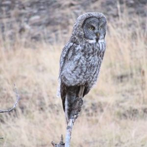 Meet your Posher, Lydia